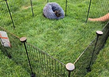 Nowoczesna klatka modułowa dla gryzoni kojec dla królika czarny