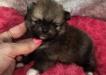 Szpic Miniaturowy/Pomeranian Orange Sable sunia PASZPORT!
