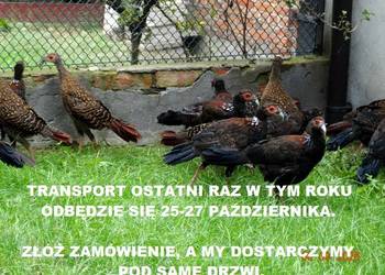 Sprzedam Bażanty Swinhoe Kiśćce Tajwańskie (Bażant) z 2025 - Samce i Samice