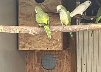 Mnichy nizinne zielone