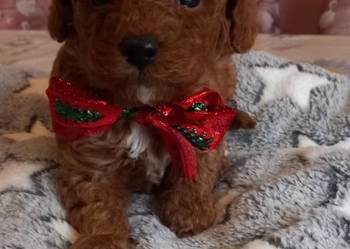 Pudel miniaturowy toy