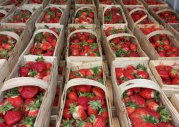 Sadzonki flanca truskawek Tea Sadzonki flanca truskawek Tea