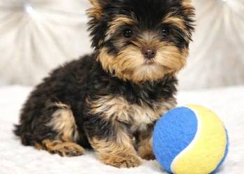 York Czekladowy - piesek piękny bez wad.