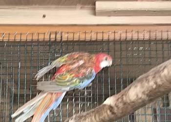 Papugi Rozelle Białolice parka lęgowa rubino