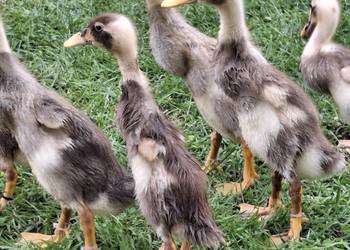 Dwutygodniowe biegusy indyjskie. Barwa Fawn&White.