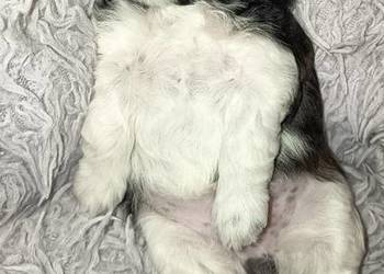 Suczka Shih-tzu
