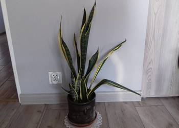 Kwiat doniczkowy Sansewieria gwinejska 67cm, doniczka średnicy 17cm