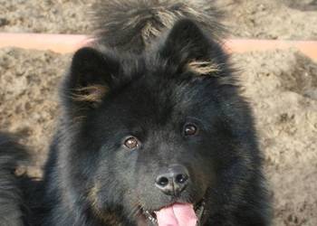 Eurasier -młodziutki samiec czeka