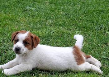 Szczenięta Jack Russell Terrier