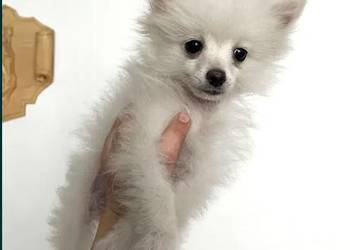 szpic miniaturowy - piesek