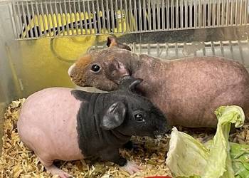 kawia skin - łysa świnka morska