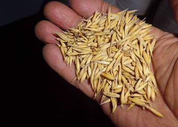 owies bingo po centrali