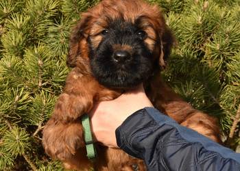Owczarek Francuski Briard - szczenięta
