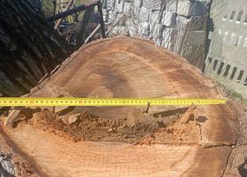 Orzech Włoski pień kłoda na meble live edge monolity Karpa