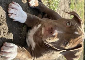 American bully xl abkc suczka szczeniak