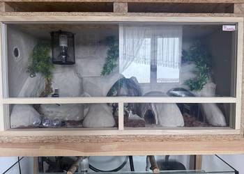Sprzedam terarium oraz gekona lamparckoego