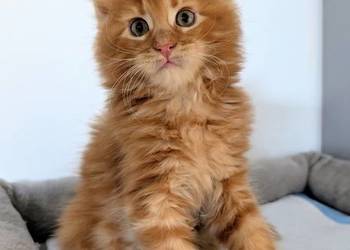 Maine Coon kocur do hodowli po Championach