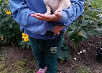 Chihuahua – piesek szuka kochającego domu
