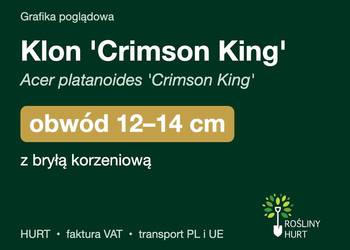 Klon 'Crimson King' (Acer platanoides) obwód 12-14 cm, z bryłą – HURT