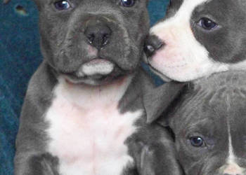 American Staffordshire Terrier  Blue  Amstaff Szczeniak Samiec American Staffordshire Terrier  Blue  Amstaff Szczeniak Samiec