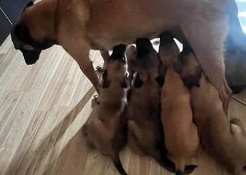 Owczarki Belgijskie Malinois