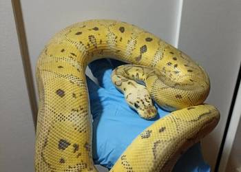 Pyton królewski super pastel clown