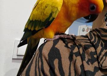 Konura słoneczna ręcznie karmiona