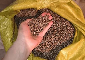 Łubin niebieski gorzki