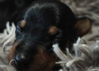 Szczenięta Pinczer Miniaturowy ZKWP fci