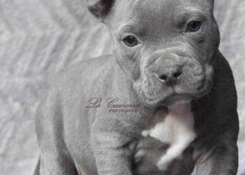 American Staffordshire Terrier Amstaff