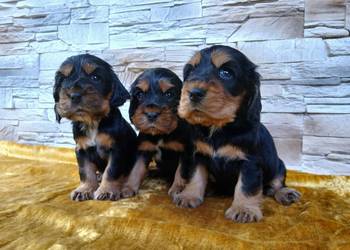 Śliczne Szczenięta Cocker Spaniel Angielski