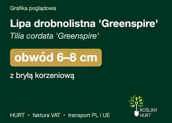 Lipa drobnolistna 'Greenspire' obwód 6-8 cm, z bryłą – HURT