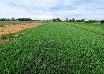 jęczmień jary