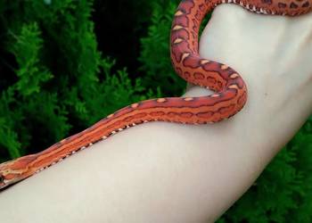 Wąż zbożowy samiec SCALELESS Red Factor het Hypo Diffused Amel węże zbożowe