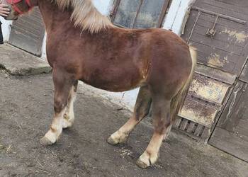 Klaczka Kobyłka zimnokrwista