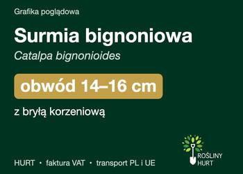 Surmia bignoniowa obwód 14-16 cm, z bryłą – HURT