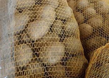 Ziemniaki-sadzeniaki Mariola i Marabell