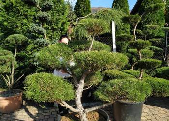 Sosna bonsai , bonsai ogrodowe -SZKÓLKA drzewa formowane