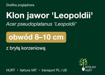 Klon jawor 'Leopoldii' obwód 8-10 cm, z bryłą – HURT