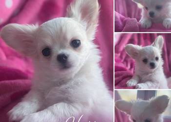 Chihuahua długowłosy z doskonałym rodowodem