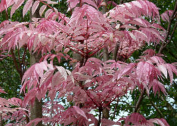 DRZEWO WARZYWNE Toona sinensis - NASIONA 800 sztuk - 10g.