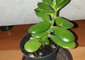 Grubosz, crassula,  drzewko szczęścia,