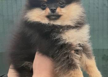 Szpic miniaturowy pomeranian sunia