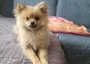 Szpic miniaturowy pomeranian dziewczynka