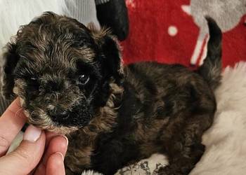 Pudel Miniaturowy piesek Merle PASZPORT!!