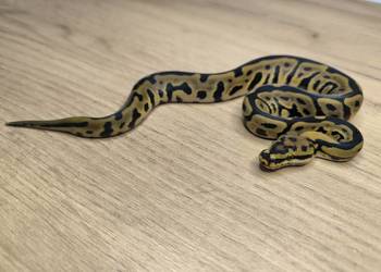 Pyton królewski Leopard Spotnose poss Mahogany 66% het Clown