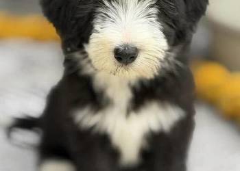 Bearded Collie FCI - szczenięta