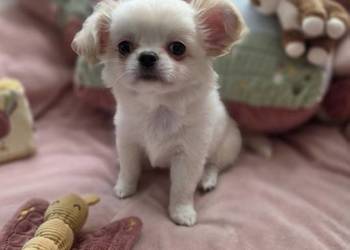 Chihuahua piesek ZKwP po CH. PL. Łódź