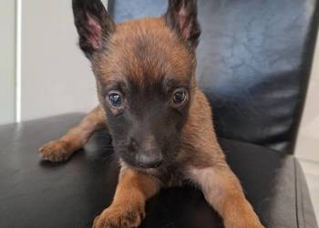 Owczarek Belgijski Milanois