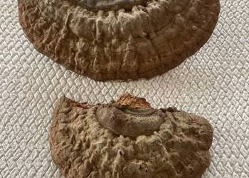 Lakownica spłaszczona (Ganoderma applanatum) - Słowiańska siostra Reishi